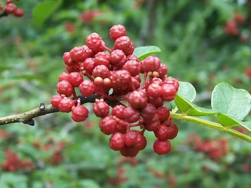 1632030677150759.jpg 汉源花椒.jpg