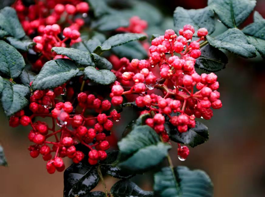 1632030737709940.jpg 甘肃大红袍花椒.jpg